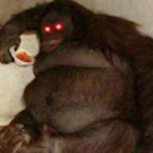 Meet your Posher, Tom